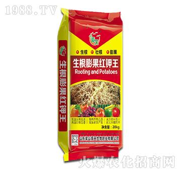 ��������t���-��������