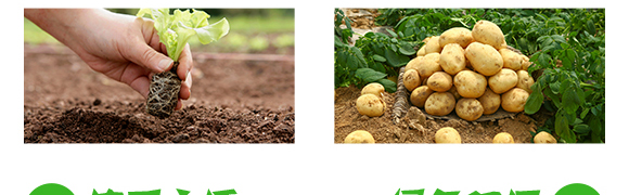 抗性薊馬專用殺蟲(chóng)劑-季戰(zhàn)-聯(lián)沃農(nóng)業(yè)_05