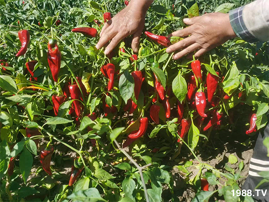 �ӱ������r(n��ng)�I(y��)�Ƽ����޹�˾