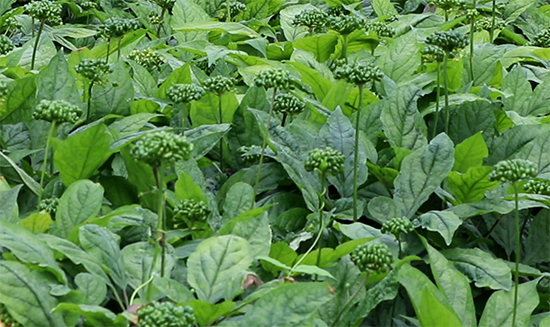 �˅�չ�~�ڌ��ú���ֲ��ˮ�ܷ�-ʢ̩����2