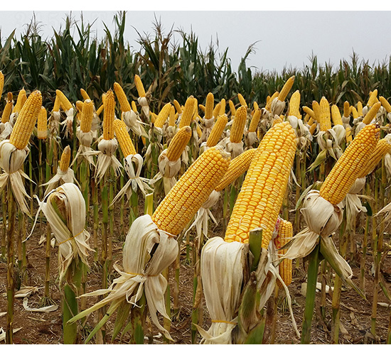 ���(y��ng)��9̖(h��o)-���S�N�I(y��)