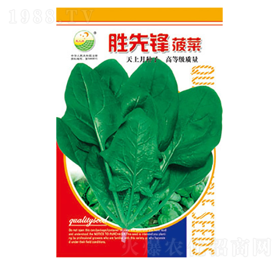 菠菜種子-勝先鋒-太樂種業(yè)