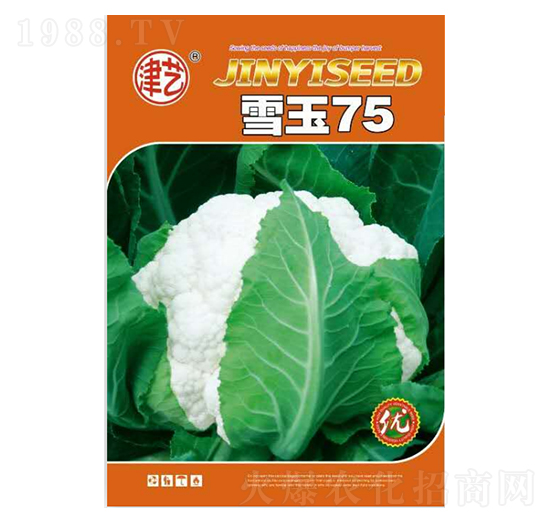 ���˷N��-ѩ��75-���S�r�I(y��)