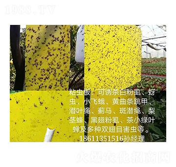 ճ�x�� ���r����